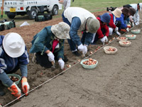 直方文化連盟：チューリップの球根植え作業